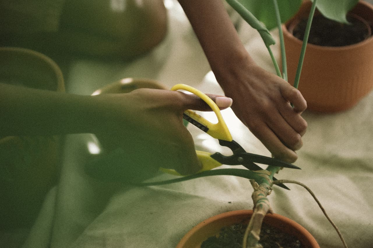 Hands trimming a potted plant with yellow pruning shears